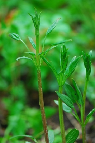 Radix Rudix extract Radix Rudix extract