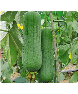 Towel Gourd Extract 5:1,10:1,20:1 Towel Gourd Extract 5:1,10:1,20:1