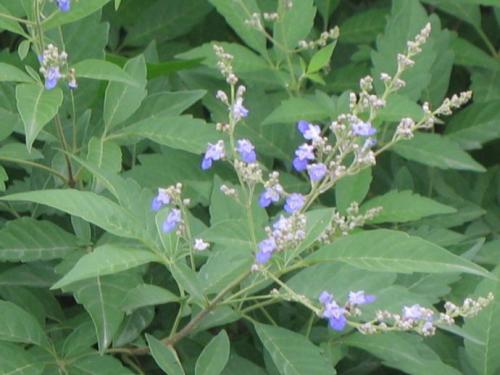 Chasteberry Extract,Vitexin Chasteberry Extract,Vitexin