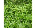 Andrographis