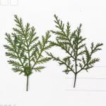 Artemisia Annua Leaves ,artemisinin