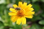  Sunflower pollen