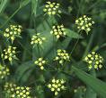 Bupleurum Falcatum Extract Bupleurum Falcatum Extract