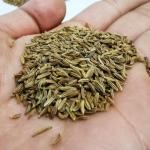 dehydrated caraway