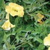 Cat's Claw Extract Cat's Claw Extract