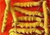 Cordyceps