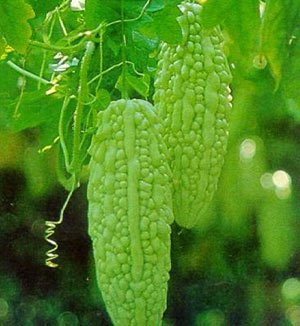 Dried Bitter Melon Slice