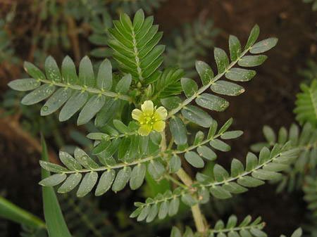 Dried Tribulus Terrestris