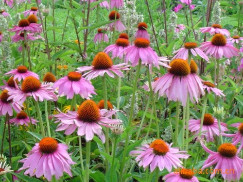 Echinacea,