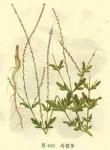 European Verbena herb