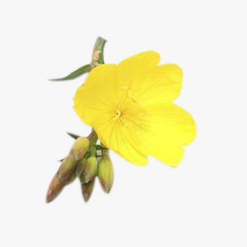 Evening Primrose Oil Soft Capsule Evening Primrose Oil Soft Capsule