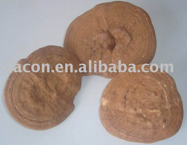 Ganoderma lucidum Ganoderma lucidum