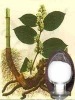 Giant Knotweed Extract,Resveratrol Giant Knotweed Extract,Resveratrol