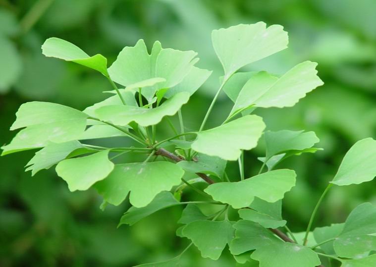 Ginkgo Bilbo leaves