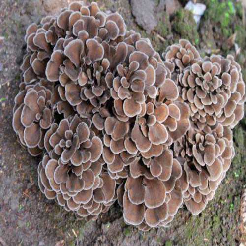Grifola Frondosa Maitake Mushroom