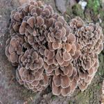 Grifola Frondosa Maitake Mushroom