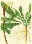 Indigowoad Root or leaves Extract  and