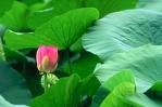 Lotus Leaf