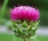 Milk Thistle Milk Thistle