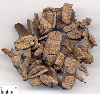 Morinda Root Morinda Root