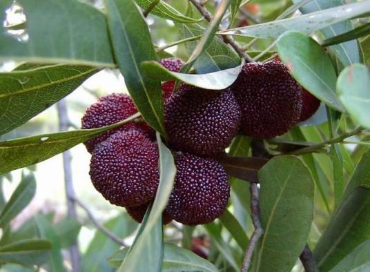 Myrica rubra sieb bark extract powder Myrica rubra sieb bark extract powder