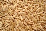 oat grass extract  and oat seeds extract 
