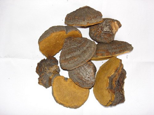 Phellinus Ignatius Phellinus Ignatius