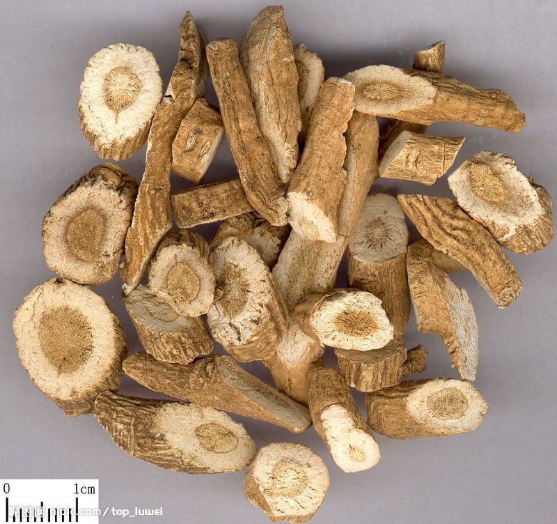 Radix Isatidis Radix Isatidis