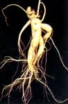 Radix ginseng