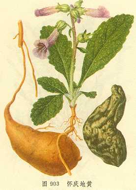 Rehmannia root extract