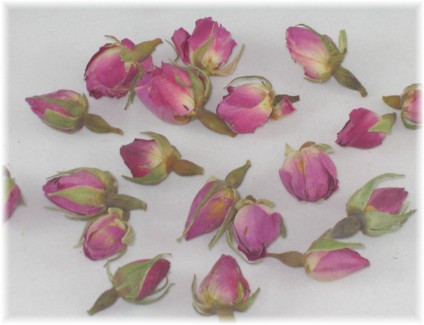 Rose buds,Rose bud