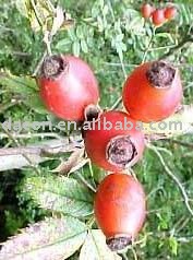 Rose hips seeds