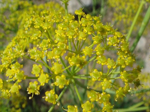 Ferula assafoetida extract