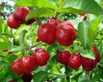 Acerola extract