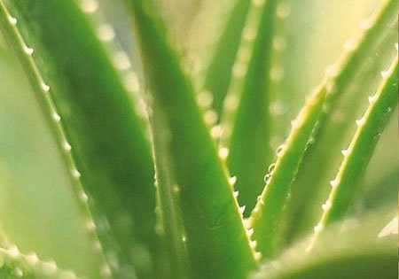 Aloe vera extract