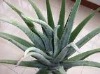 Aloe vera gel freeze dried powder Aloe vera gel freeze dried powder