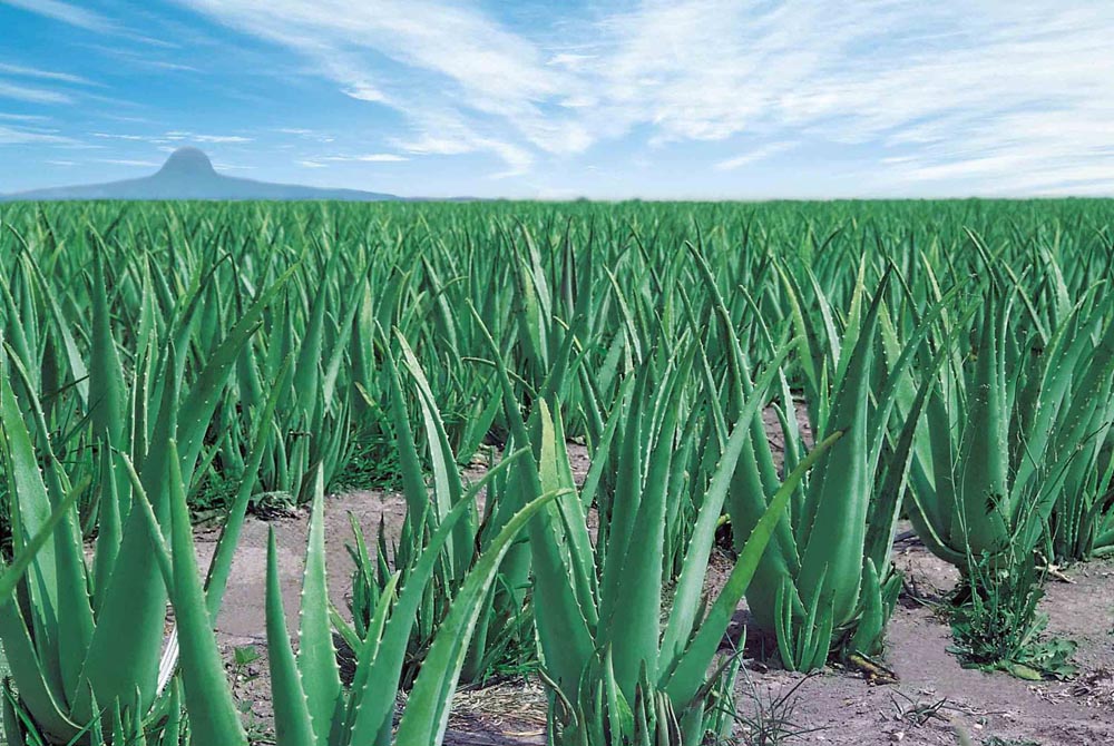 aloe vera gel  juice