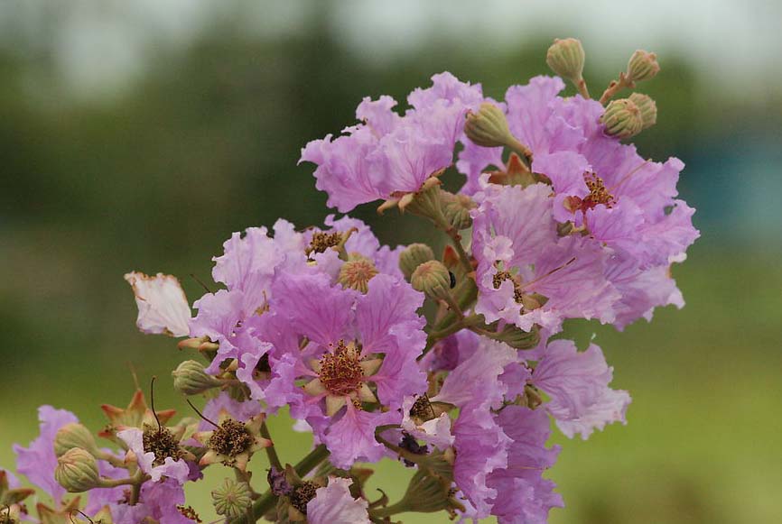 Banaba extract Banaba extract