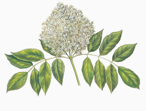 Fraxinus chinensis Roxb extract,Fraxoside: 98% Fraxinus chinensis Roxb extract,Fraxoside: 98%
