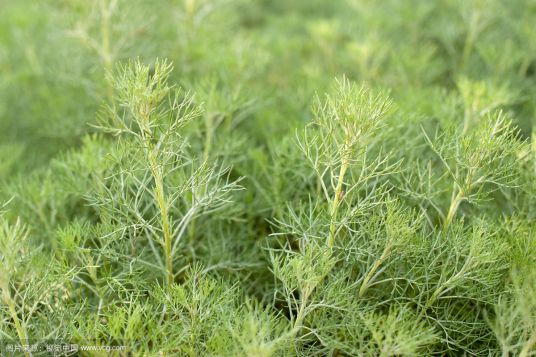 capillary wormwood extract powder capillary wormwood extract powder