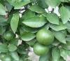 citrus extract Limonin ,synephrine citrus extract Limonin ,synephrine