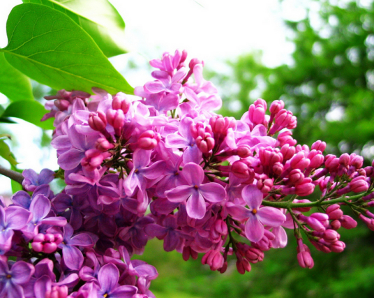 clove bud extract powder 10:1 20:1 Syringin2% Eugenol98% clove bud extract powder 10:1 20:1 Syringin2% Eugenol98%