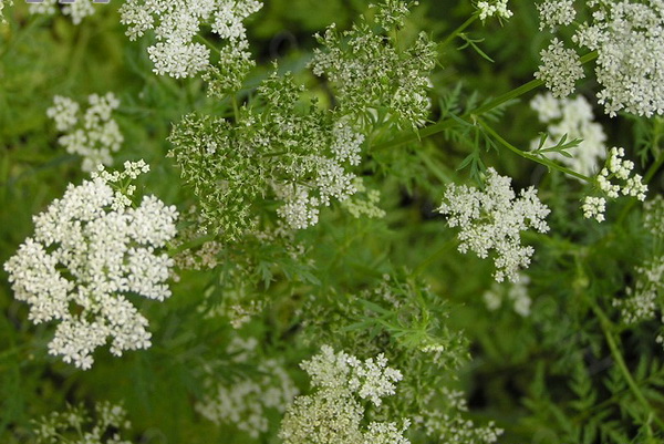 Common cnidium extract Common cnidium extract
