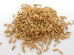 barley malt extract  Hordenine 98%