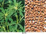Fenugreek seed Fenugreek seed