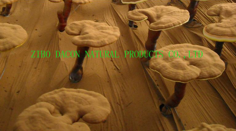Pure Ganoderma Lucidum Spore Powder Pure Ganoderma Lucidum Spore Powder