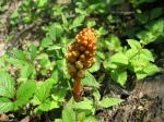 Rhizoma gastrodiae extract