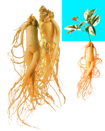 Panax ginseng extract