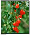 Wolfberry extract, Goji berry extract