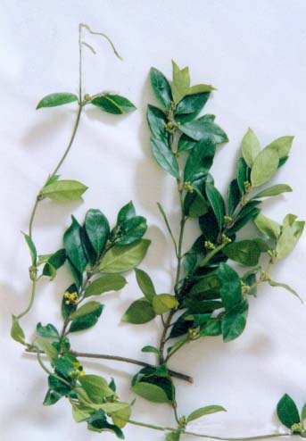 Gymnema extract Gymnema extract